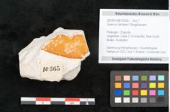 Foto (Objekt + Etikett) von Quercus dampieri Ettingshausen (NHMW-GEO-2024-0188-10365)
